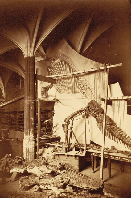 Montage en position de vie du premier squelette d’Iguanodon dans la Chapelle Nassau. Les squelettes de Kangourou et de Casoar qui ont servi de modèle à la reconstitution sont au pied de l’Iguanodon.
