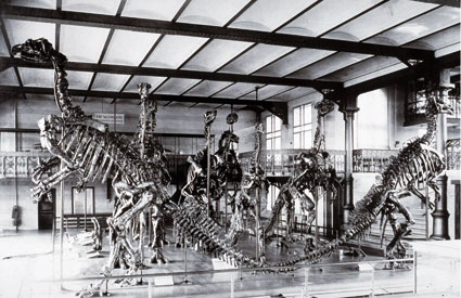 Les Iguanodons montés en position de vie dans la Salle Janlet du Musée royal d’Histoire naturelle, dans les années 1920.
