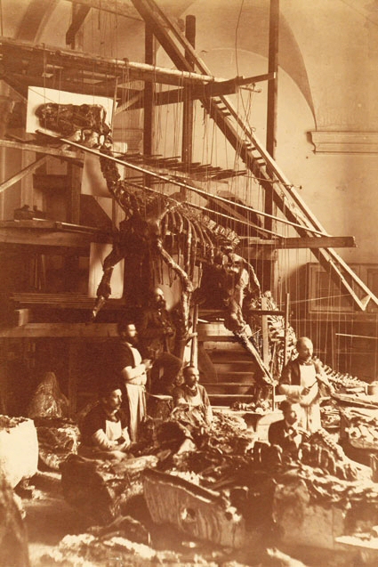 Dégagement des ossements d’Iguanodons dans leurs blocs de plâtre et montage en position de vie d’un spécimen dans la Chapelle Nassau.