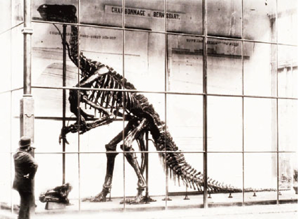 Le premier squelette d’Iguanodon exposé à Bruxelles, Place du Musée, en 1883.